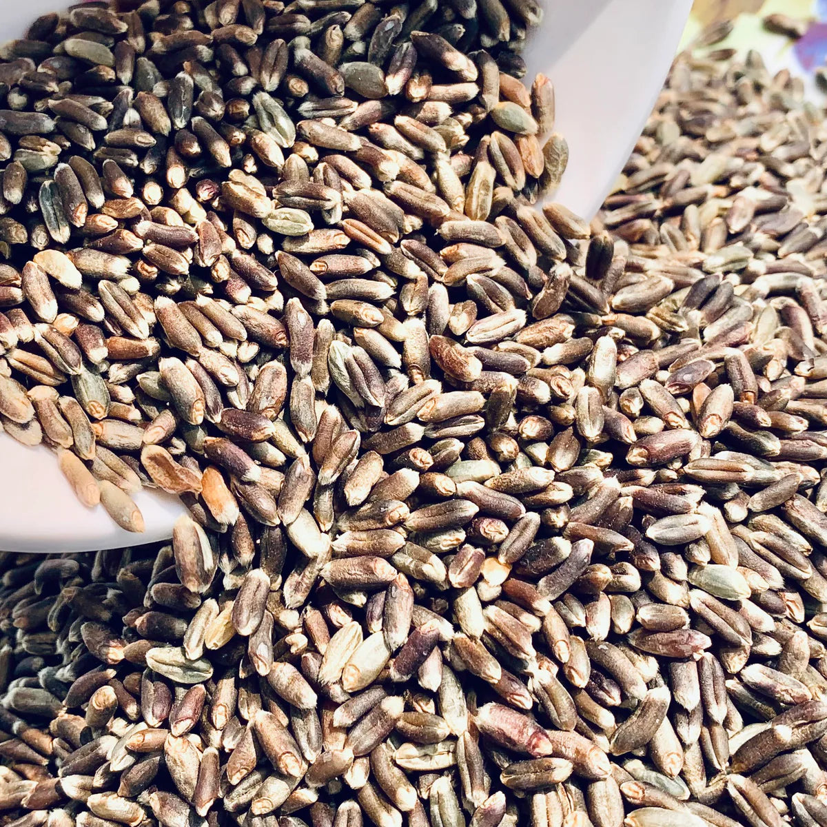Black wheat