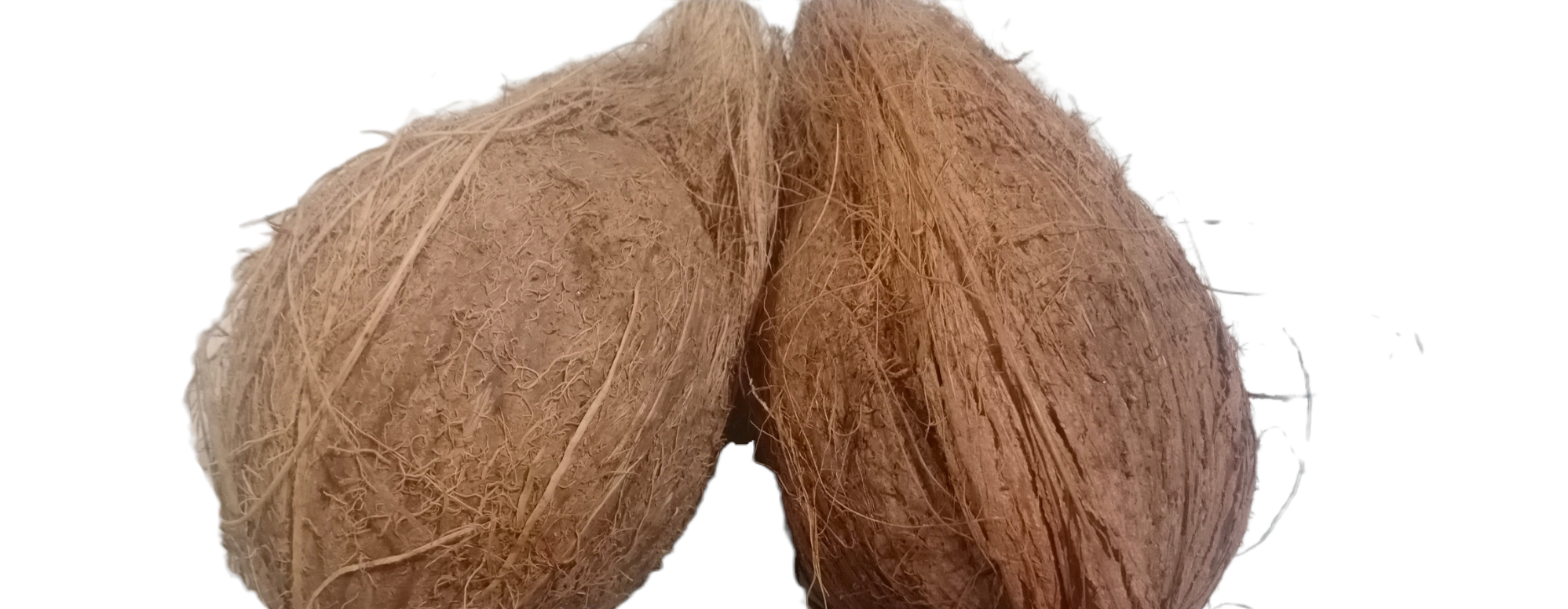 Coconut