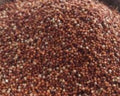 Nachni Daliya | Ragi Broken Wheat High Calcium Millet | Dhaani Foods