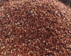 Nachni Daliya | Ragi Broken Wheat High Calcium Millet | Dhaani Foods